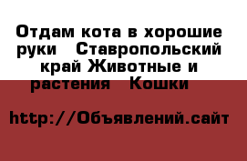 Отдам кота в хорошие руки - Ставропольский край Животные и растения » Кошки   
